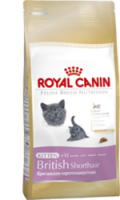 KITTEN Britisch Kurzhaar - 400 Gramm